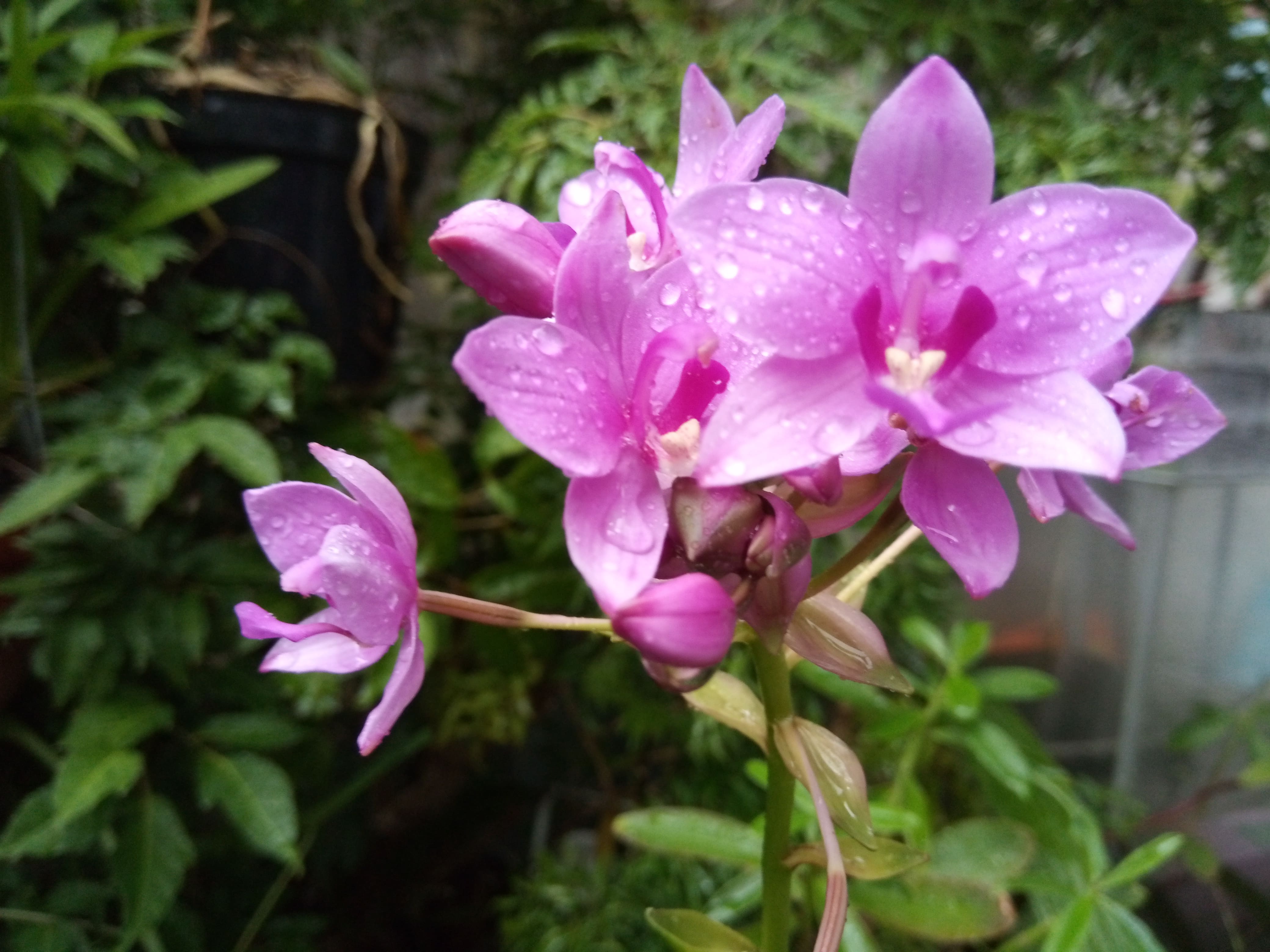 Hoa Địa Lan Chu Đình (Hoa màu tím cao từ 15cm-35cm)
