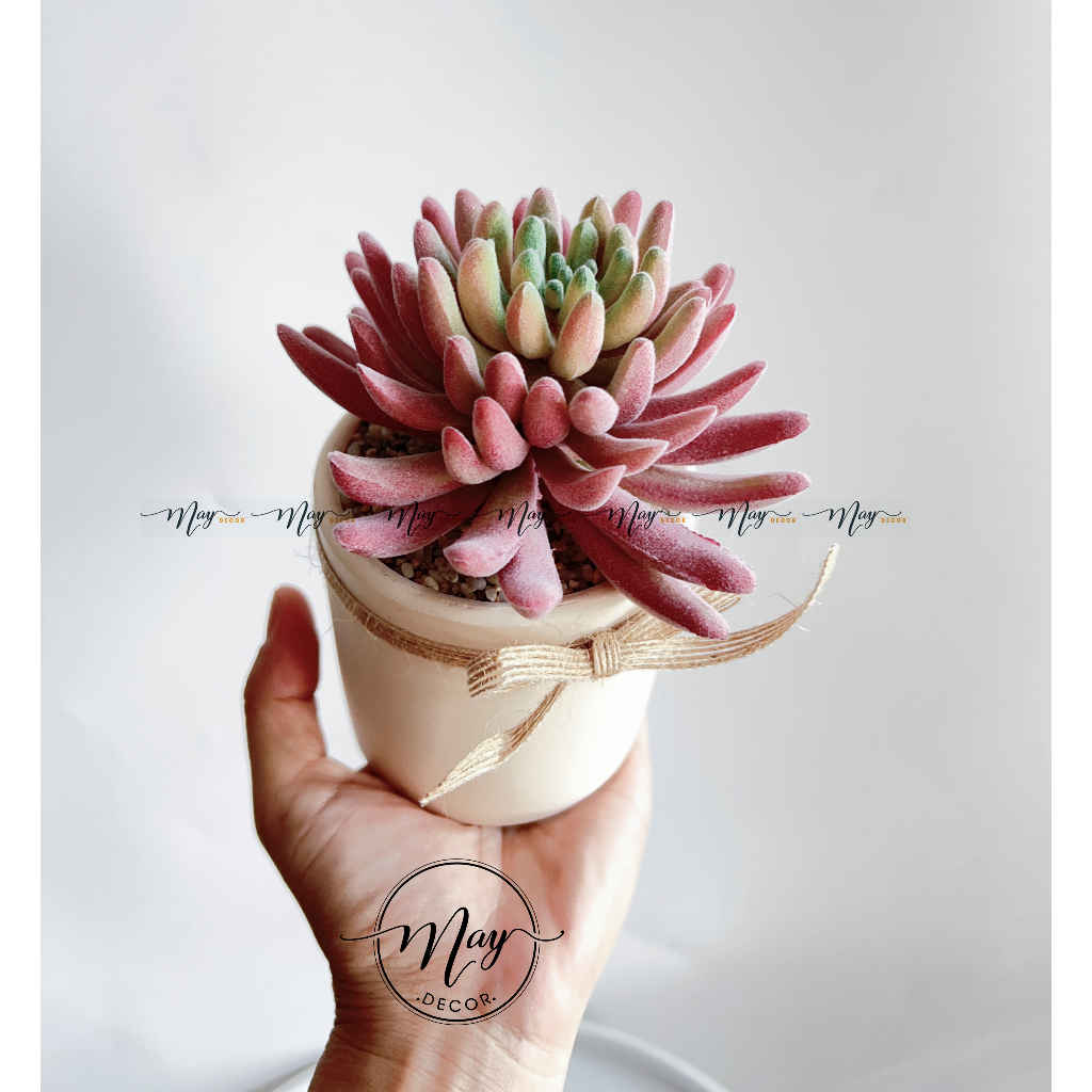 Cây giả, Sen Đá Phấn size to kèm chậu trụ 8