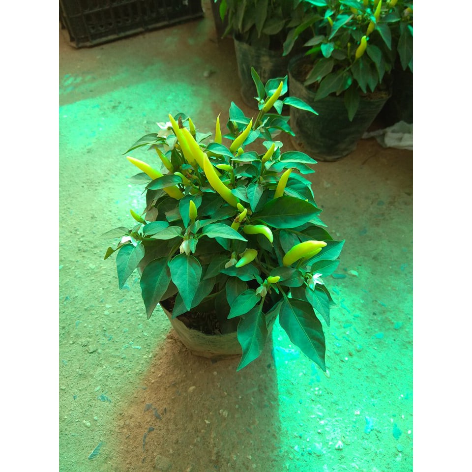 [ Xả - Cắt Lỗ ] Cây Ớt Cảnh Mini