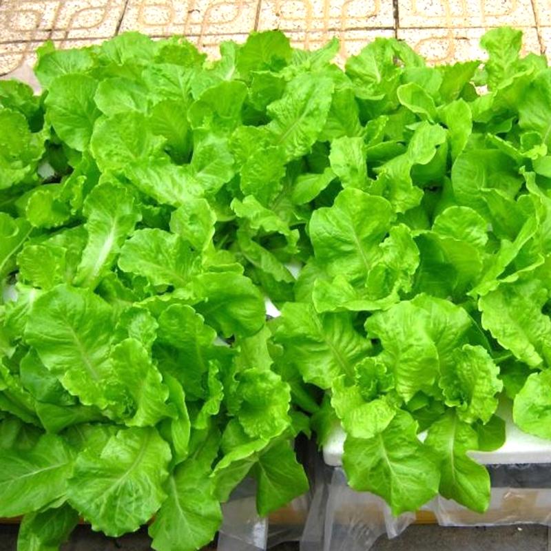 Hạt giống rau xà lách dún