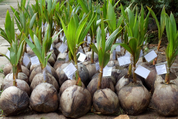Cây dừa xiêm lùn, siêu quả