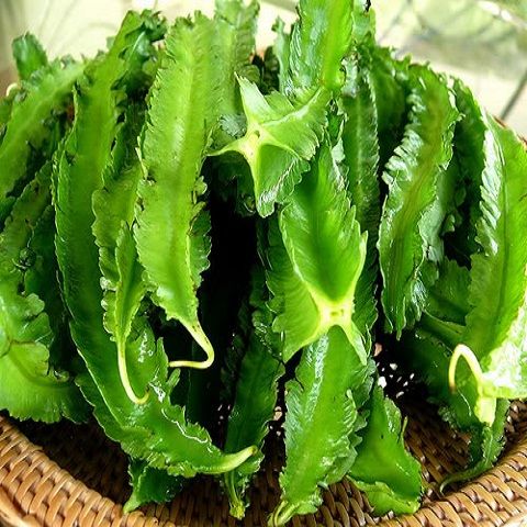 Hạt Giống Đậu Rồng Thái Sai Trái (10gr)
