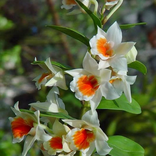 Lan Damry trưởng thành sắp hoa