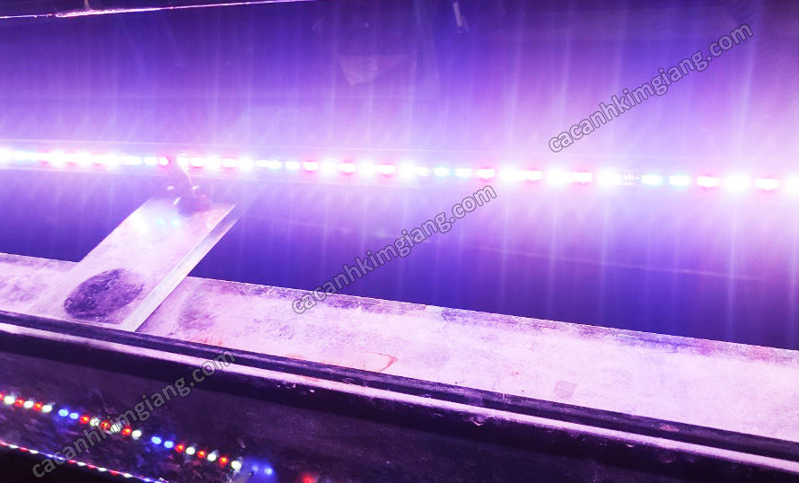 Đèn Led chìm 120cm 100cm 80cm 3 chế độ màu