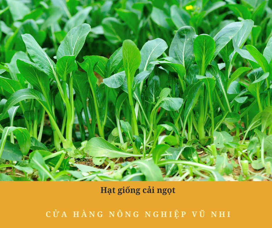 Hạt giống rau cải ngọt 20gr