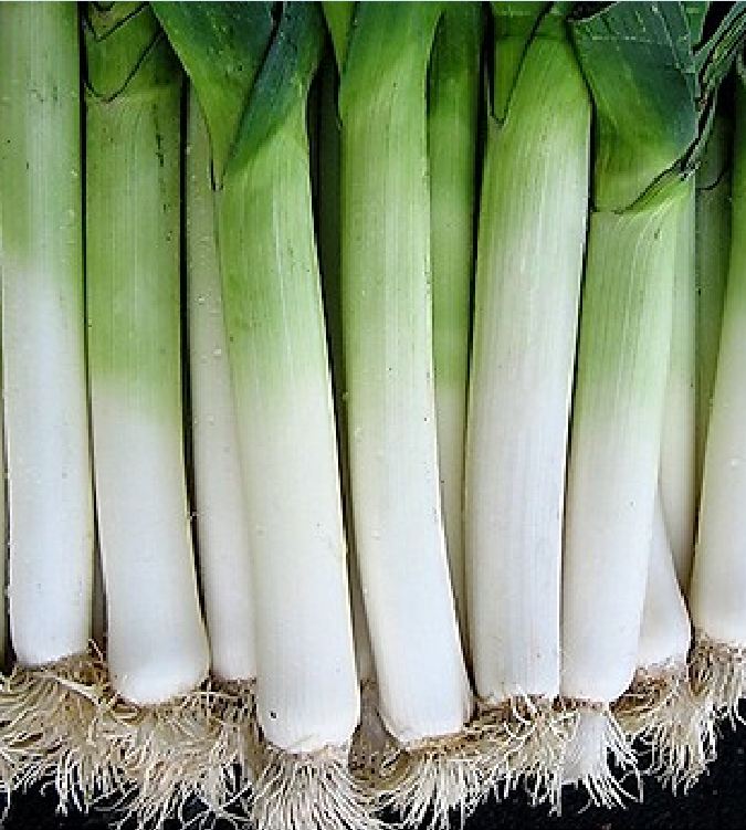 Hạt Giống Tỏi Tây ( Hành Boa Rô ) - 1gram/gói - VTNN2