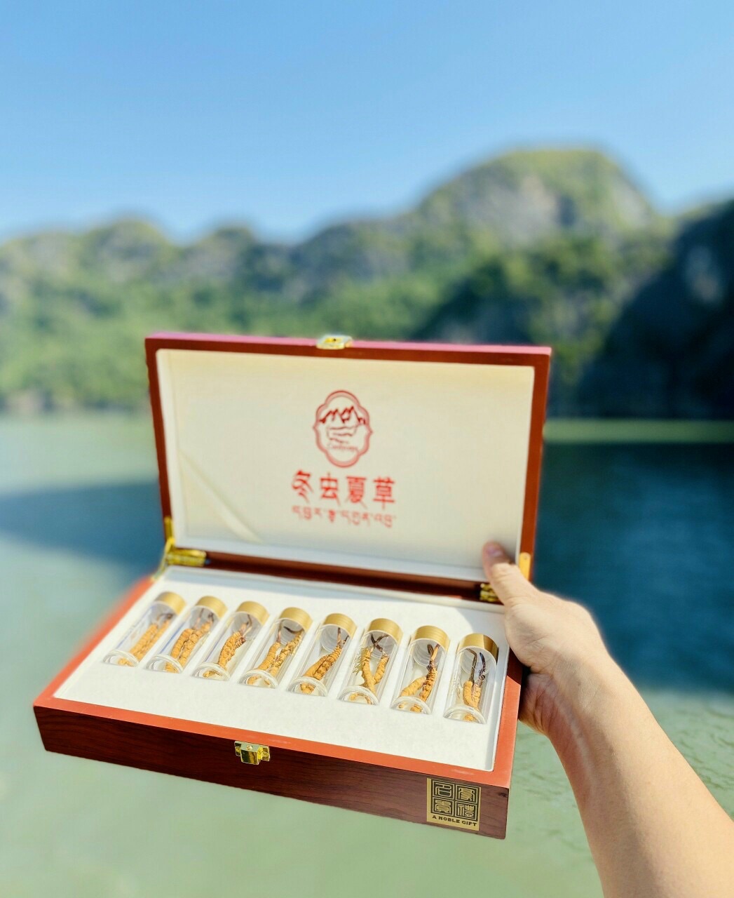 Đông trùng hạ thảo Tây tạng