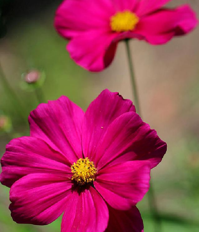 Hạt giống hoa cúc sao nhái hoa màu đỏ - 1 gói 100 hạt