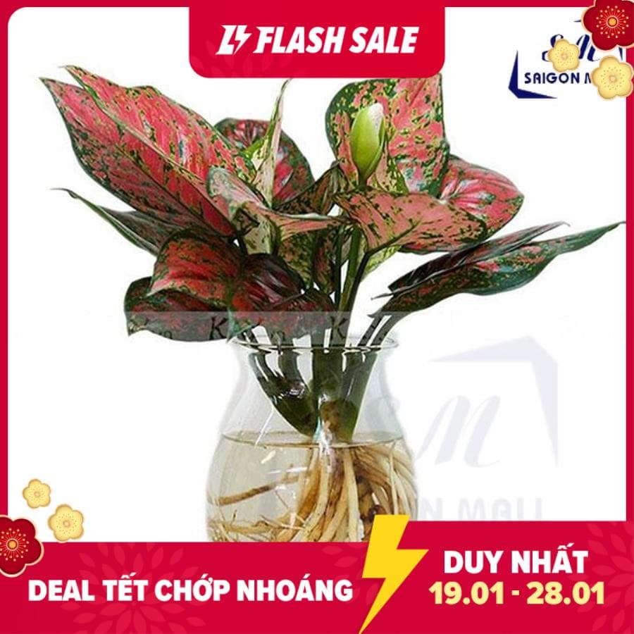 Chậu trồng cây thủy canh hình bầu dục lớn - lọ thủy tinh