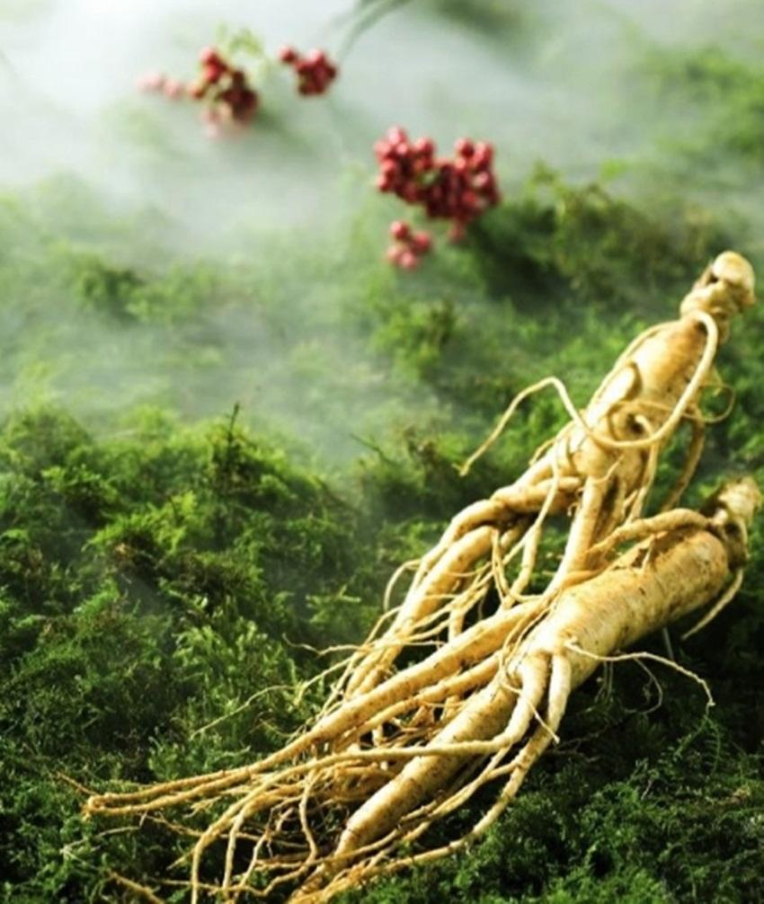 Hạt giống cây Nhân sâm