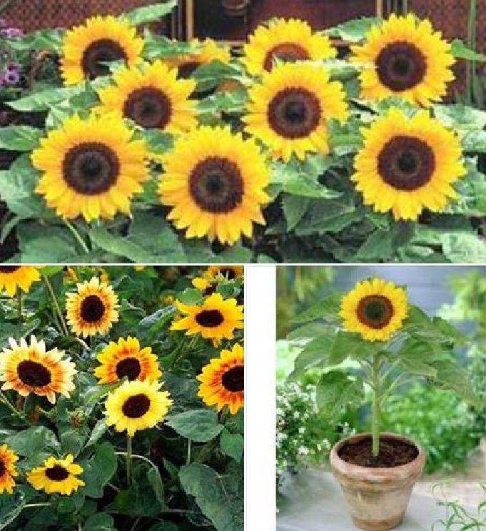 Combo 4 Gói Giống Hoa Hướng Dương ( Khổng Lồ + Đỏ + Lùn + Tháp )