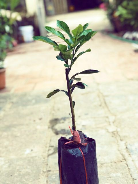 Bưởi ruby ruột đỏ thái lan