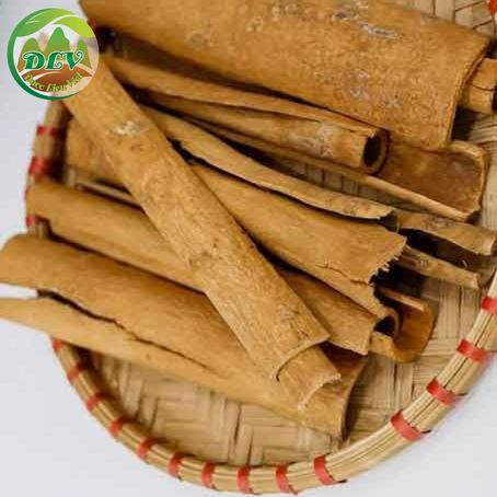com bo 10 cây quế giống ( mua 10 cây tăng 1 cây )