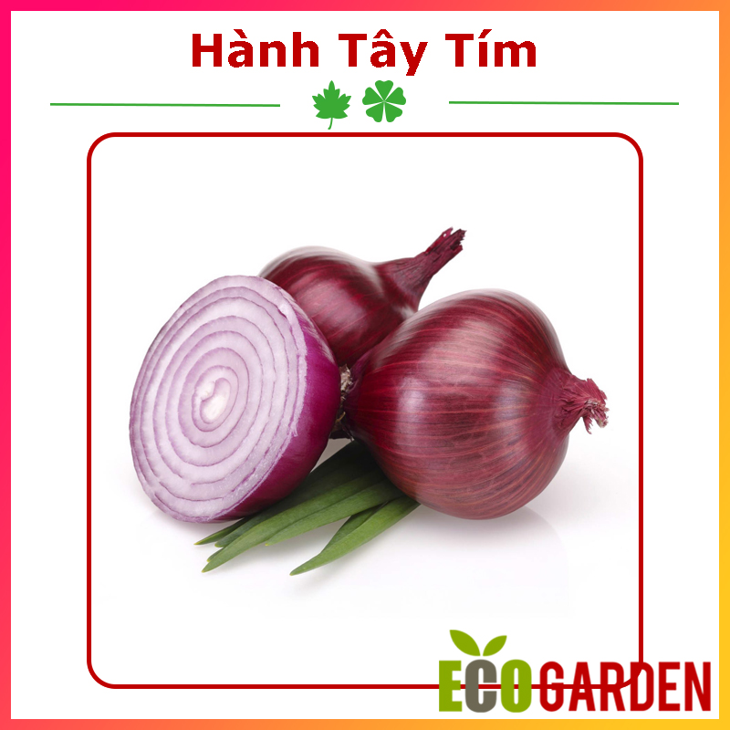 Hạt Giống Hành Tây Tím (ECO.043)