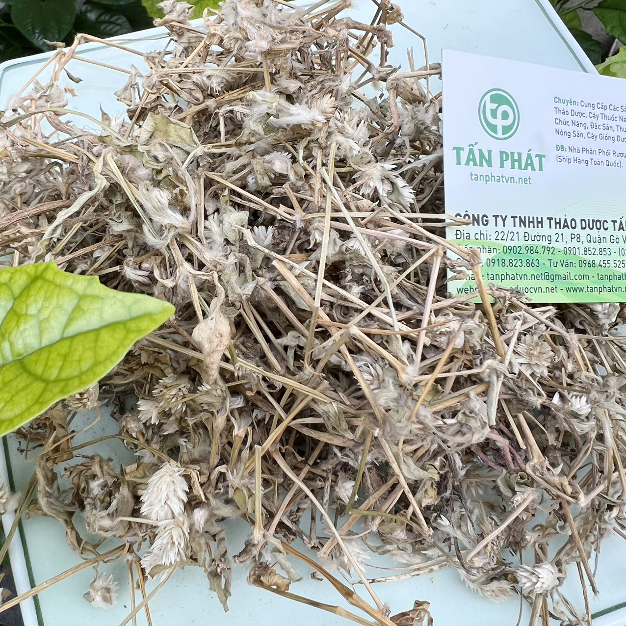 [New Product from the Company] Dried Day Blooming Plant in Large Bags, 500g - Tan Phat Herbal - Specialized for Making Tea and Infusing Water