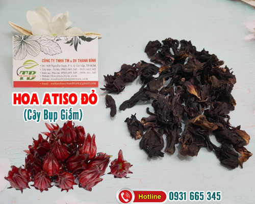 Cây Bụp Giấm (Hoa Atiso Đỏ) 1KG - Đông Y Thanh Bình