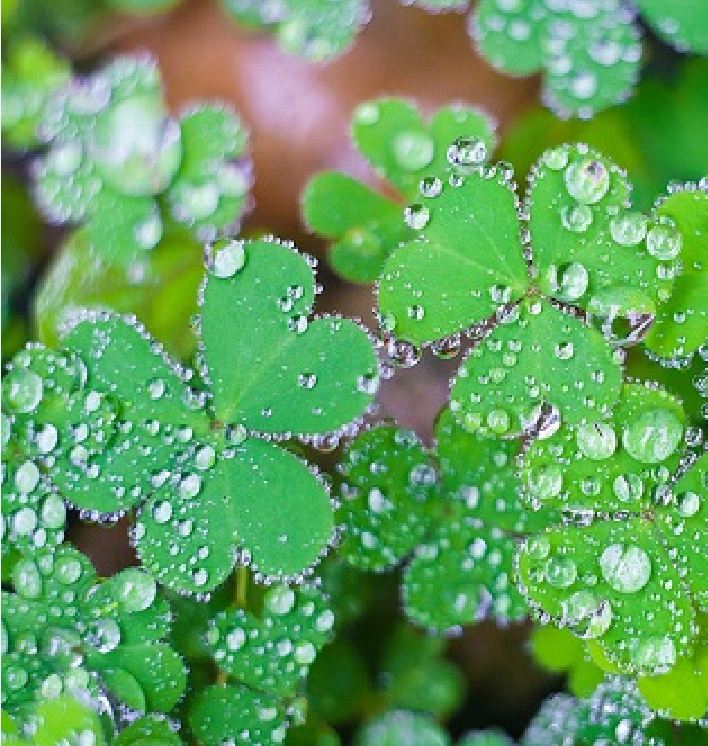 Clover Seeds (3-Leaf Grass) - Pack of 50 Seeds