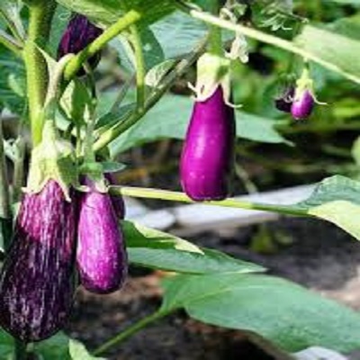 Cây giống cây cà tím cà dái dê trái dài