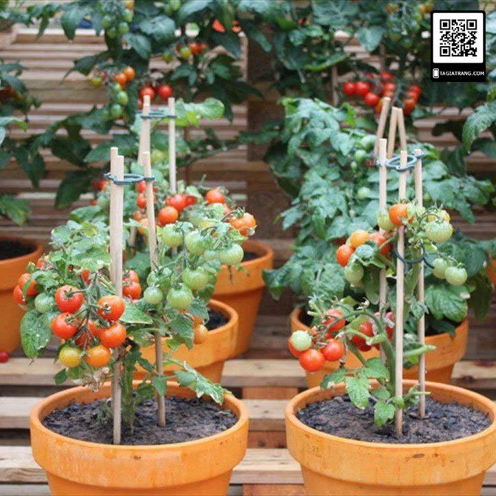 Hạt giống cà chua bi lùn đỏ (cà chua bonsai) - Shop hạt giống Tạ Gia Trang