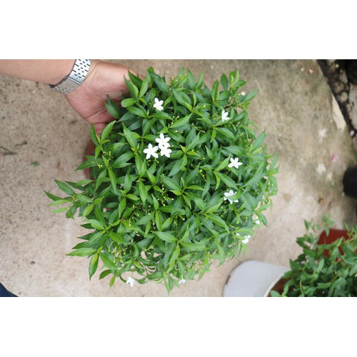 Mai Vạn Phúc - Cây cảnh sân vườn - caykiengsadec
