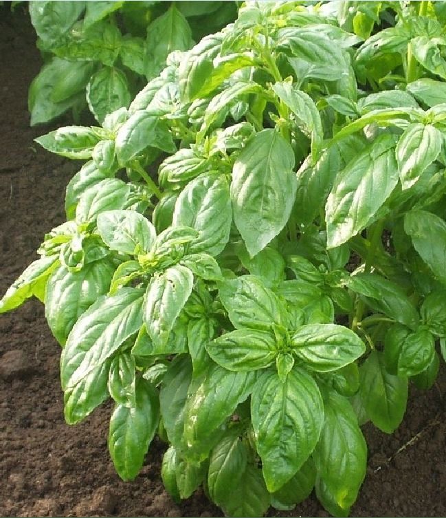 Hạt giống húng tây ( húng basil ngọt ) -  gói  1gram( 400 hạt)