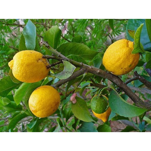 Chậu cây giống chanh Thanh Yên