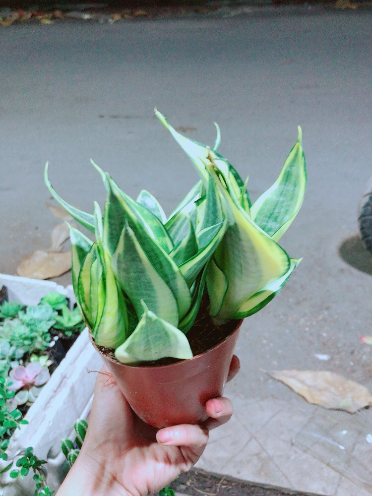 [HCM]Lưỡi Hổ Thái Vàng
