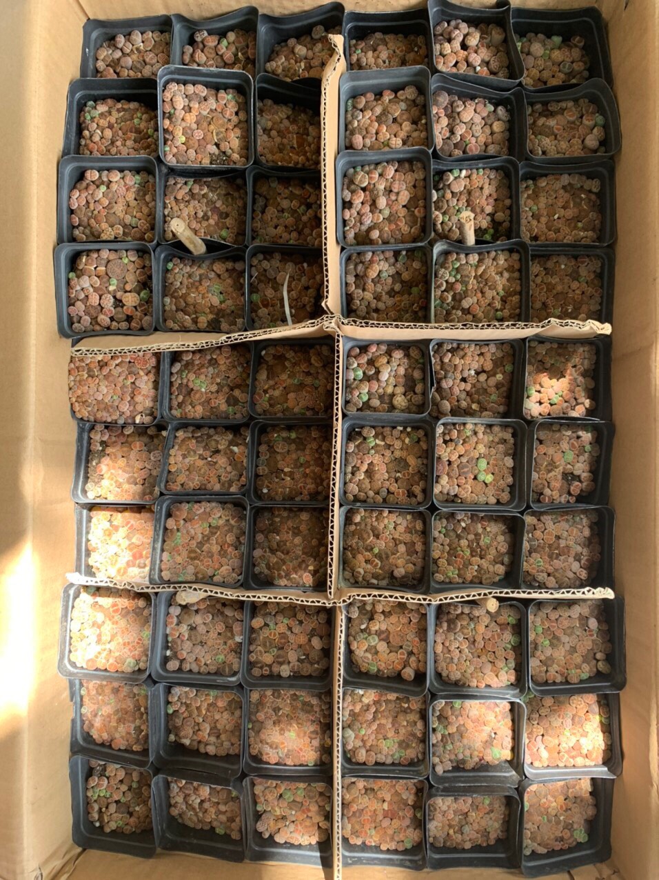 Chậu cây sen đá mông , thạch lan , lithops 1 năm tuổi