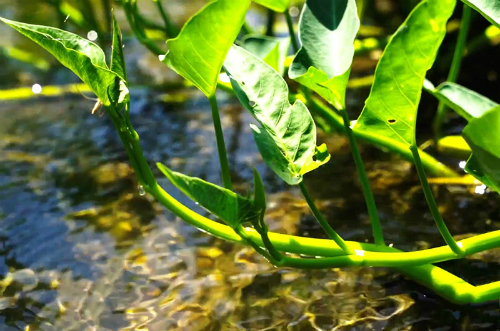 Hạt giống rau muống nước Thái Lan