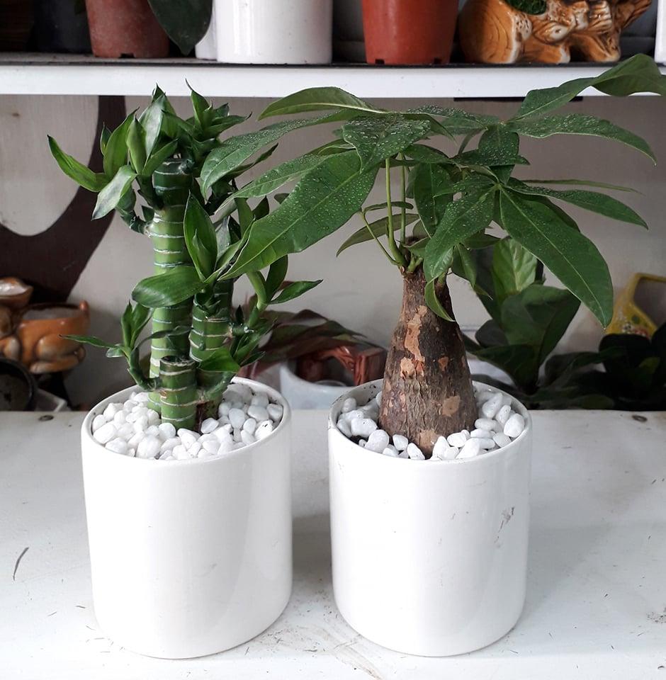combo hai chậu cây kim ngân và phát lộc
