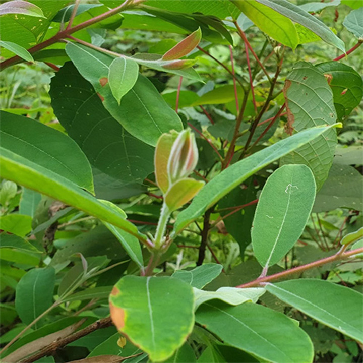 cây đỏ ngọn khô 1kg