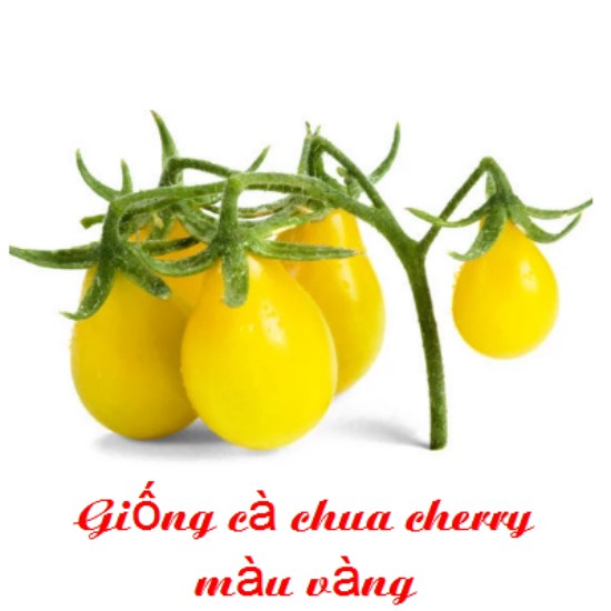 Hạt Giống Cà Chua Cherry Vàng Chùm Nhiếu Trái