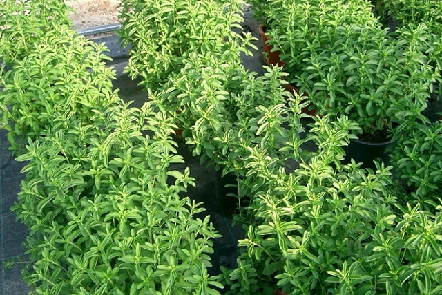 Hạt giống cây cỏ ngọt - Gói 5 Hạt