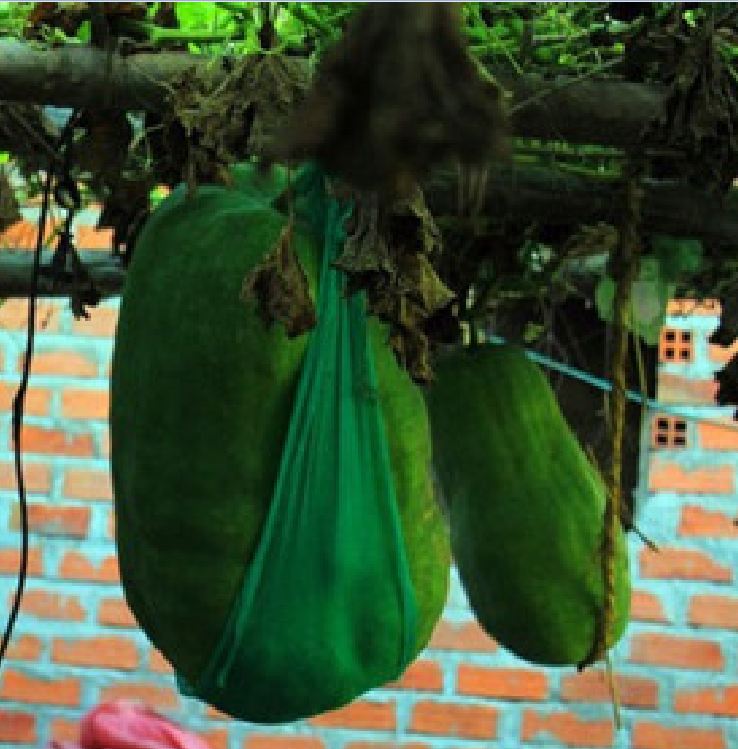 " Gói 5 "Hạt Giống Bí Đao Khổng Lồ [Seeds]