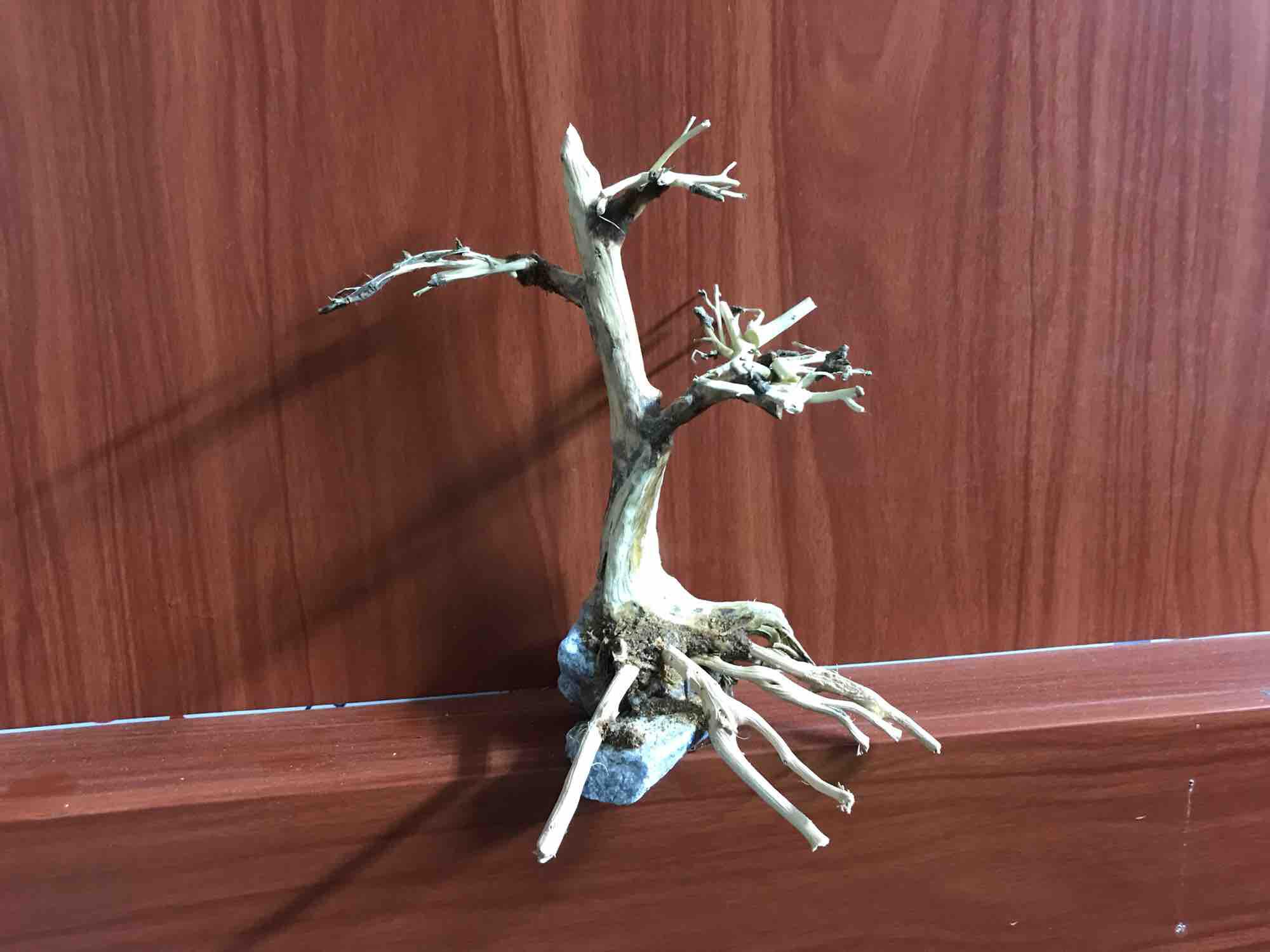 Lũa Bonsai Thuỷ Sinh 10x15