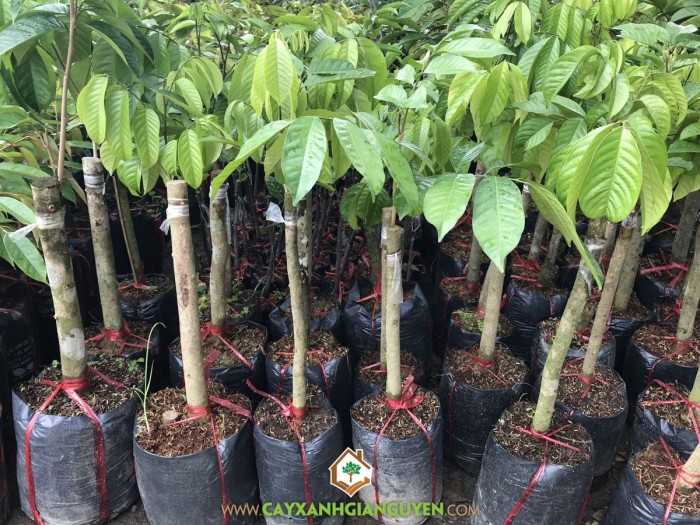 Cây bòn bon thái siêu quả giống