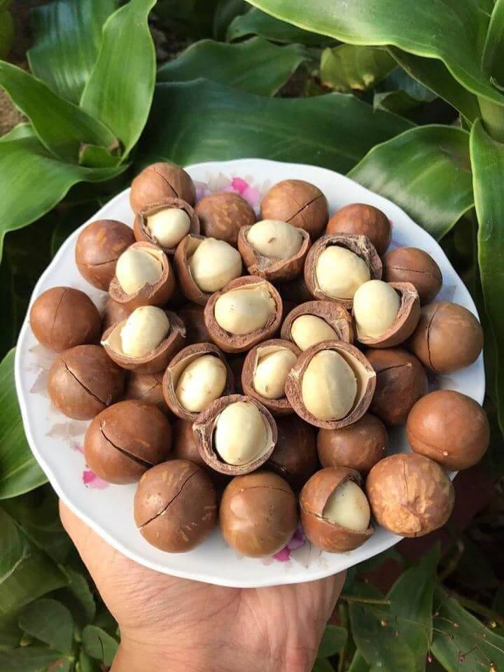1kg mắc ca sấy khô vỡ vỏ tự nhiên daklak loại sai lớn 25mm thiên thảo organic