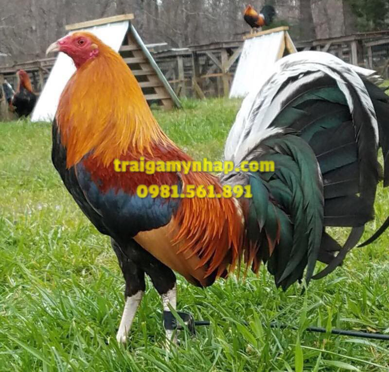 10 Trứng Gà Mỹ