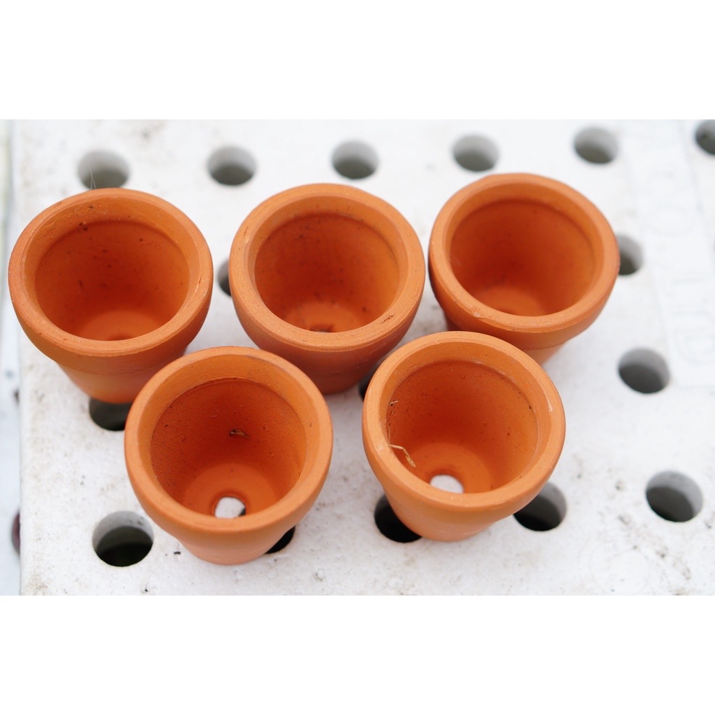 Chậu đất nung trồng sen đá