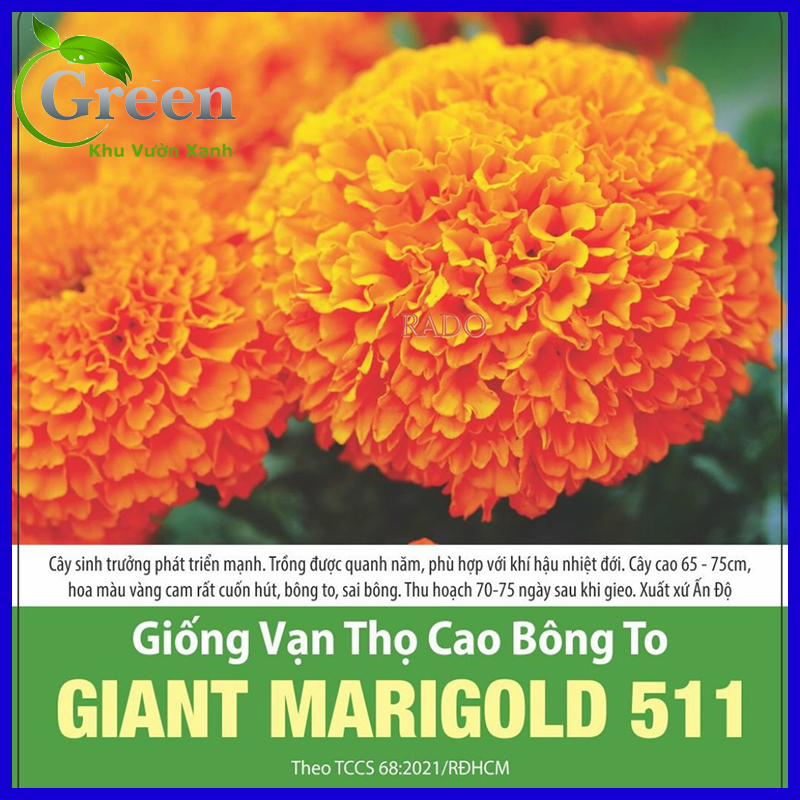Hạt Giống Vạn Thọ Cao Bông To Đỏ Cam Ấn Độ