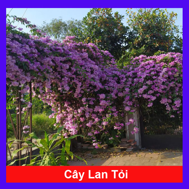 Cây lan tỏi đuổi rắn trồng hàng rào