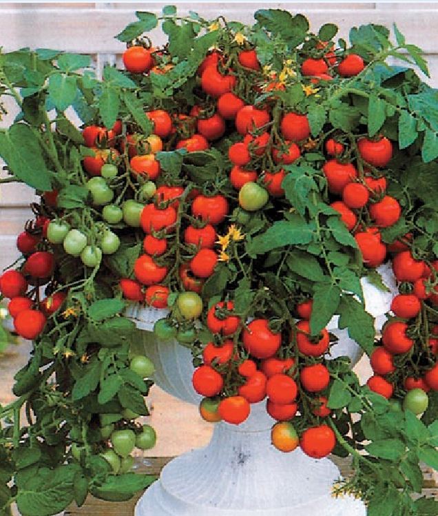 Bộ 4 gói cà chua đủ màu (cà chua đen+cà chua bi lùn đỏ +vàng+cà chua trái tim )