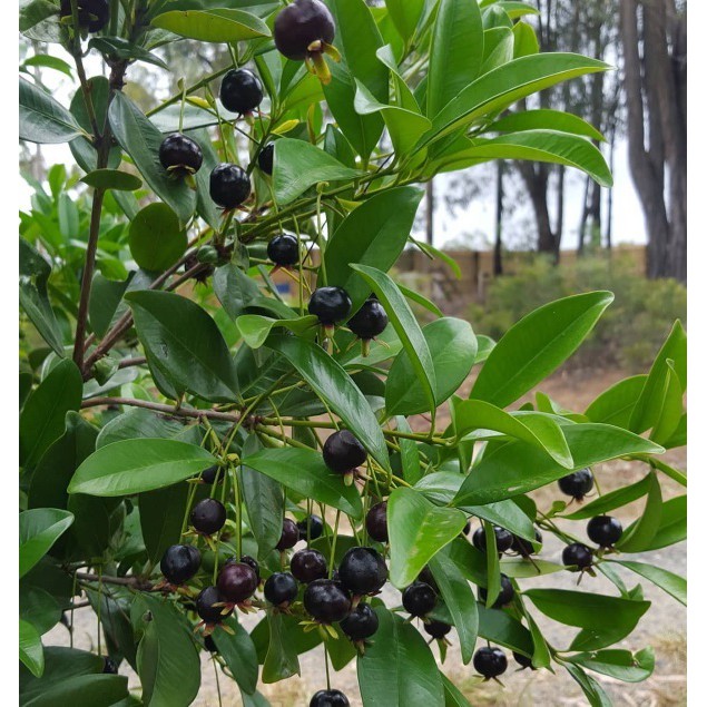 Cây Giống Cherry Brazill Cao 60-80cm(Video ảnh thật)