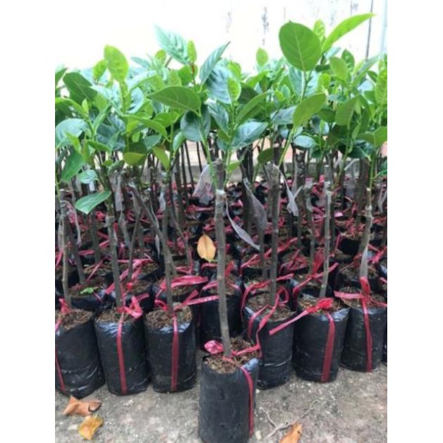 Mít không hạt cam kết chất lượng (tặng 2 cây quế giống)