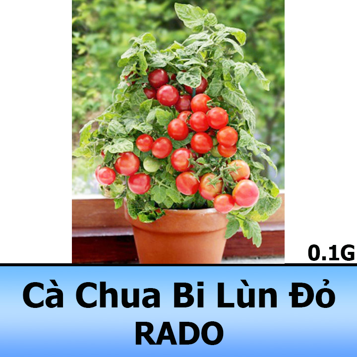 Hạt giống cà chua bi đỏ lùn 0,1g