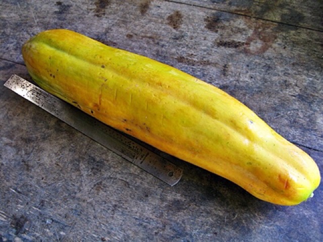 Hạt Giống Đu Đủ Siêu Dài