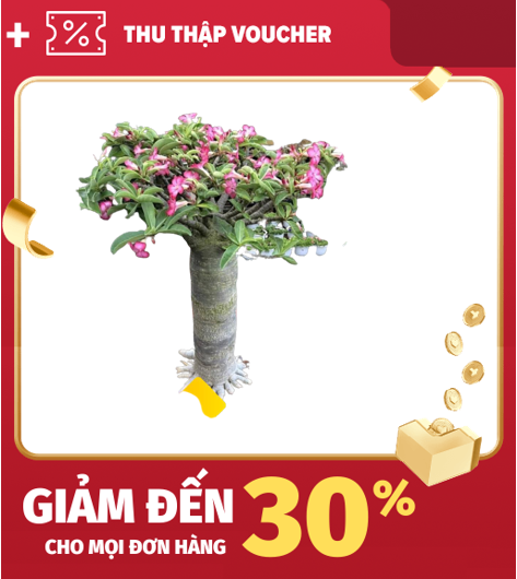 Khu vườn hạt giống sứ kim tự tháp somalen + tặng viên kích thích nảy mầm .