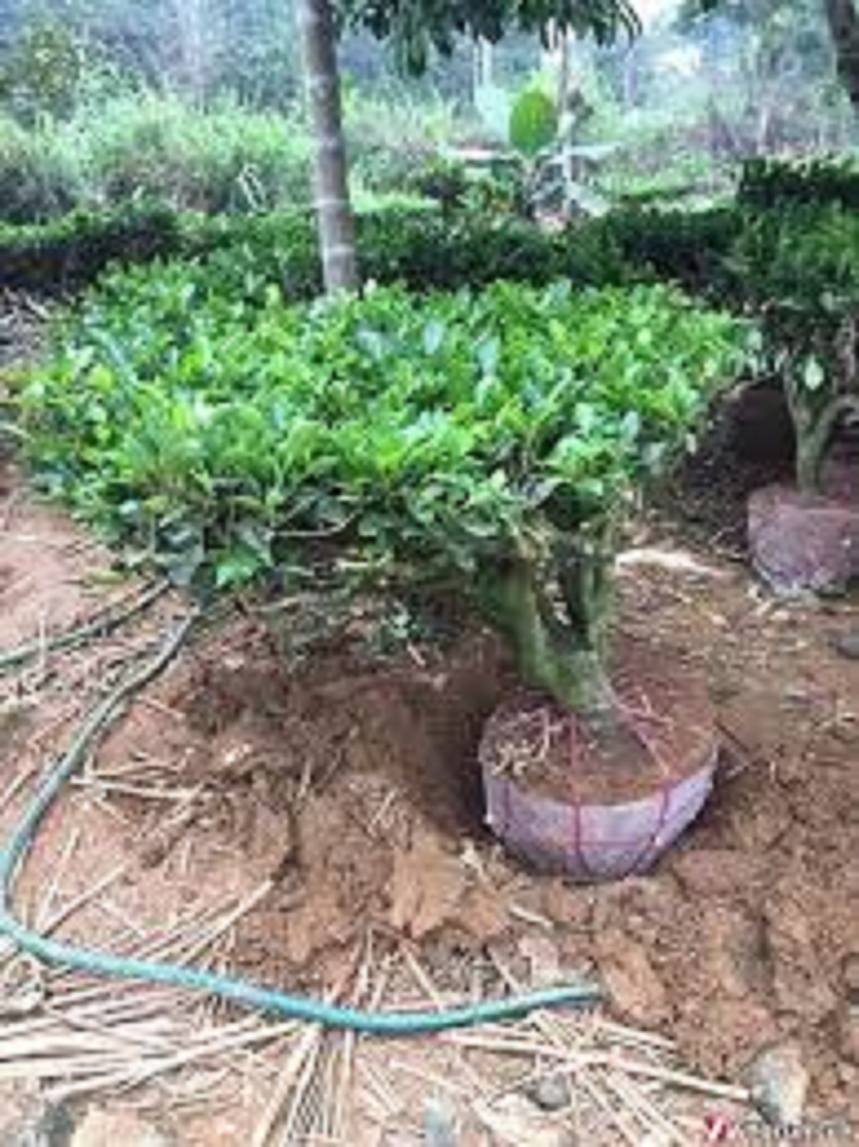 Cây chè xanh uống nước