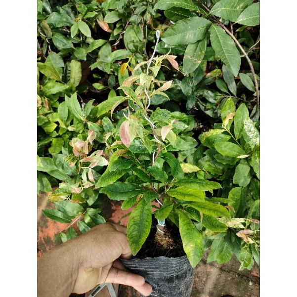 Cây mai trắng thái ( bạch mai thái )