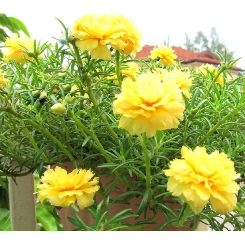 20 cành hoa mười giờ cánh kép tuyệt đẹp